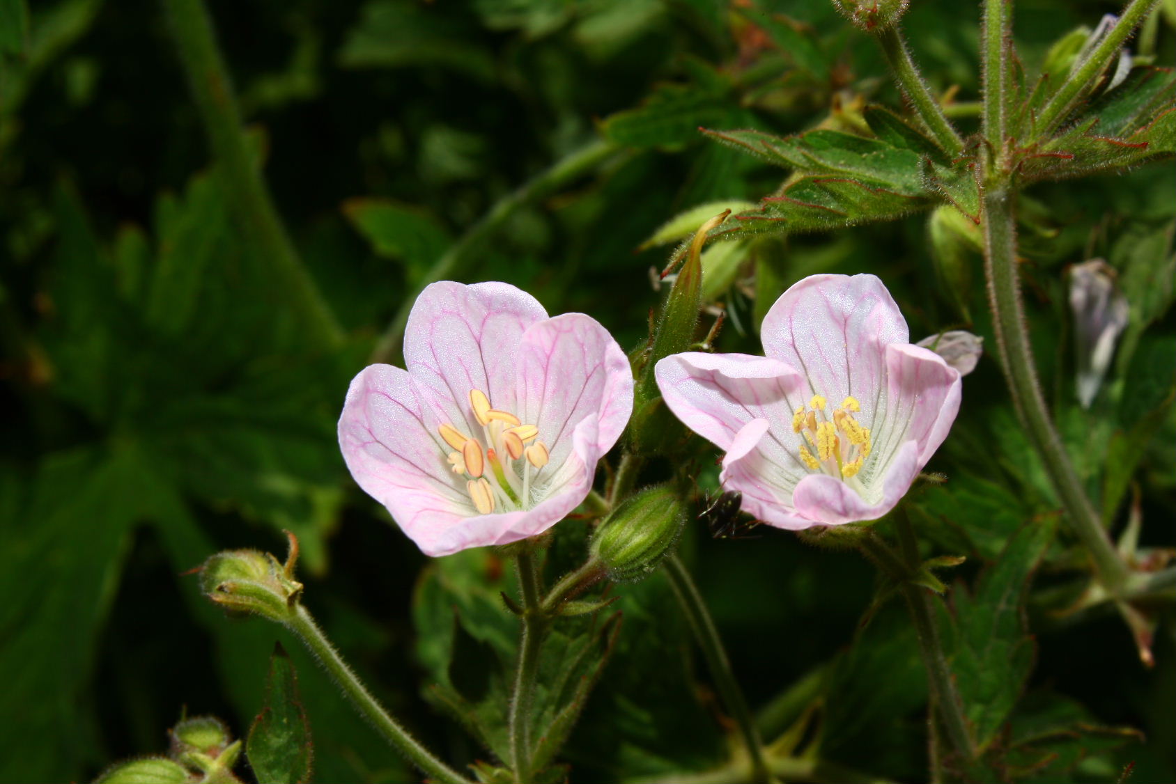 Geranium rivulare / Geranio dei rivi